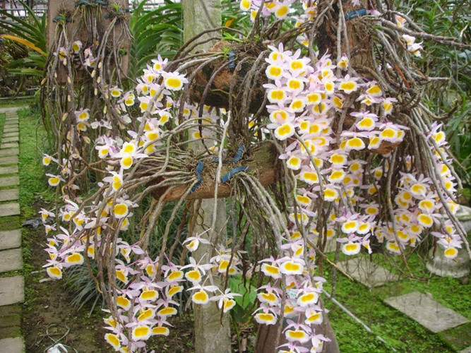 Lan long Tu Là loại hoàng thảo có hương thơm, hoa đẹp, nở vào dịp Tết Nguyên đán nên rất được ưa chuộng. Ảnh: Vườn Lan Thanh Phong.