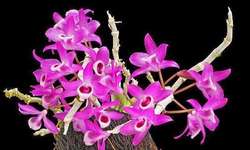 Lan Trầm tím là một loài hoa quý hiếm có giá trị kinh tế cao (hơn 1 triệu đồng/cây) bởi nét đẹp quyến rũ và luôn rực rỡ. Ảnh: Vietq.