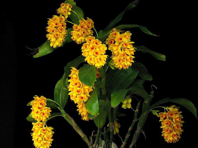 Có giá bán khoảng 600.000 đồng/kg, lan kiều dẹt được ưa thích bởi màu vàng tươi, mùi thơm dễ chịu, hoa chùm đẹp mắt. Ảnh: FB Phong lan rừng.