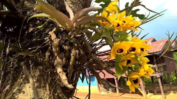 Hoa lan trầm vàng có mùi thơm nhẹ, nở vào mùa xuân, thường được bán với giá 500.000 đồng/cây. Ảnh: Diễn đàn cây cảnh.